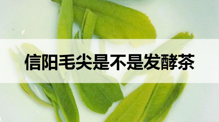 信陽毛尖是不是發(fā)酵茶？