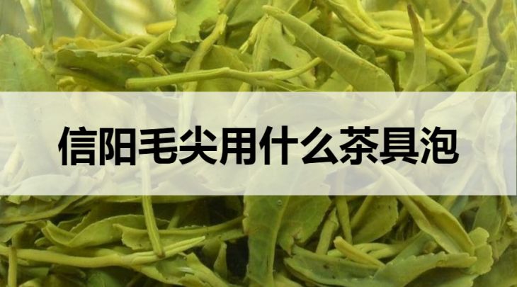 信陽毛尖用什么茶具泡？