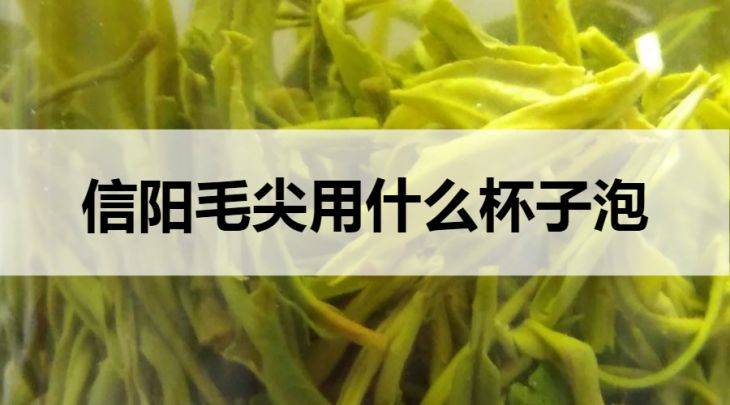 信陽(yáng)毛尖用什么杯子泡？