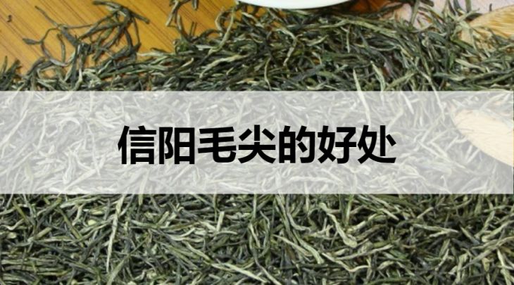 信陽毛尖的好處有哪些？