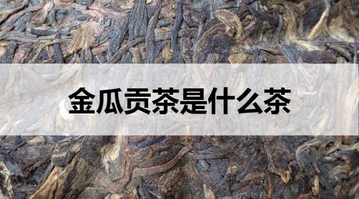 金瓜貢茶是什么茶？