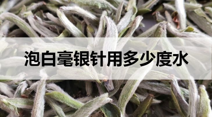 沖泡白毫銀針需要多少度水？