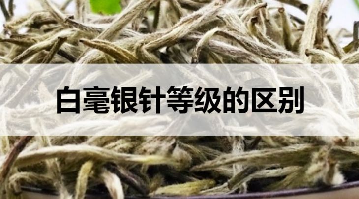 白毫銀針等級的區(qū)別