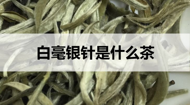 白毫銀針是什么茶？