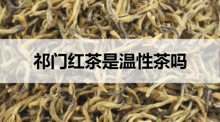 祁門紅茶是溫性茶嗎？