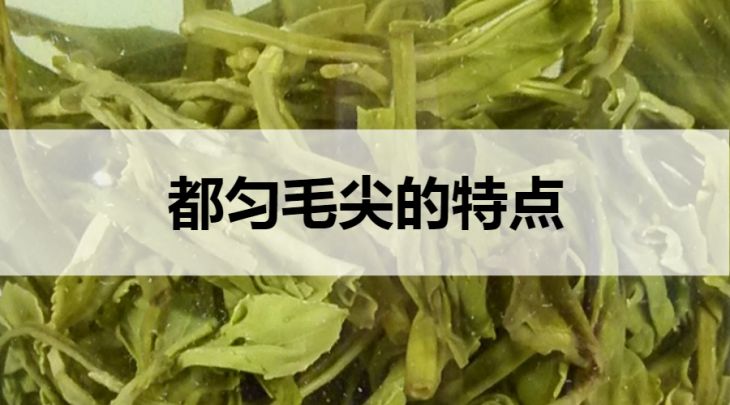 都勻毛尖的特點(diǎn)有哪些？