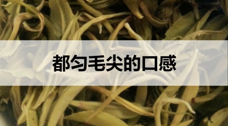 都勻毛尖的口感怎么樣？