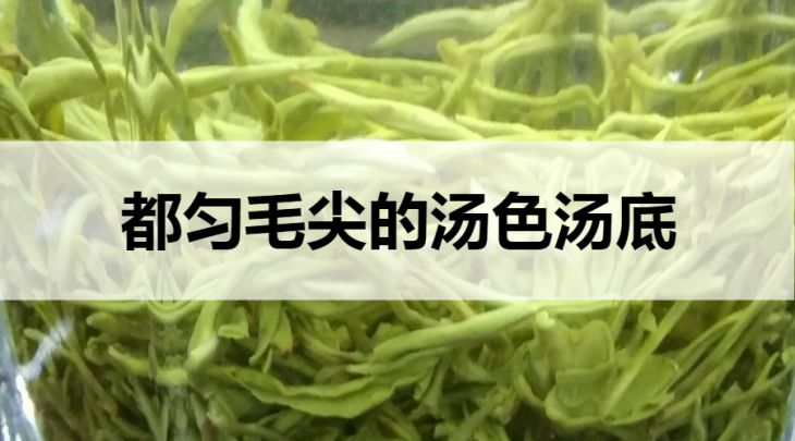 都勻毛尖的湯色湯底什么樣？