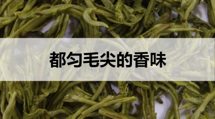 都勻毛尖的香味怎么樣？