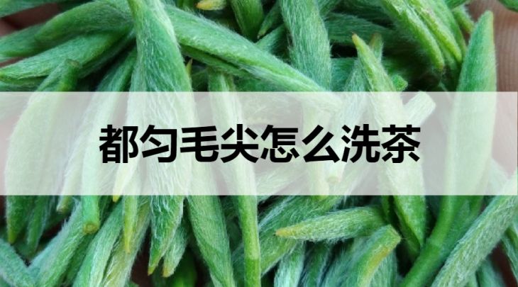 都勻毛尖怎么洗茶？