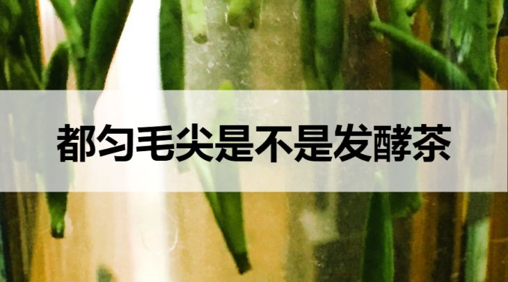 都勻毛尖是不是發(fā)酵茶？