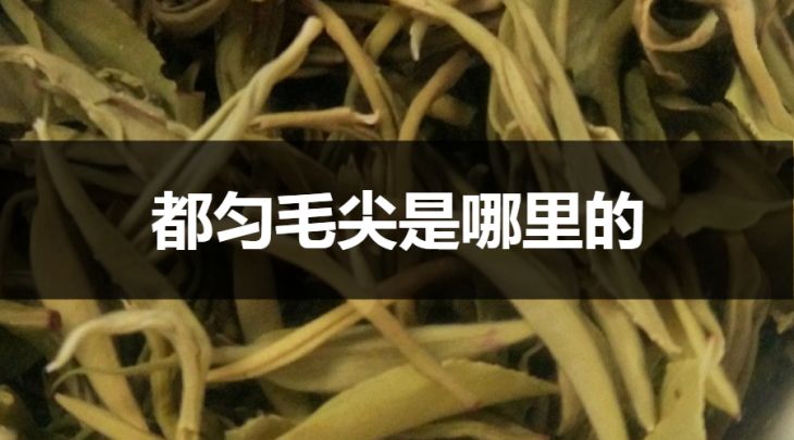 都勻毛尖是哪里的？