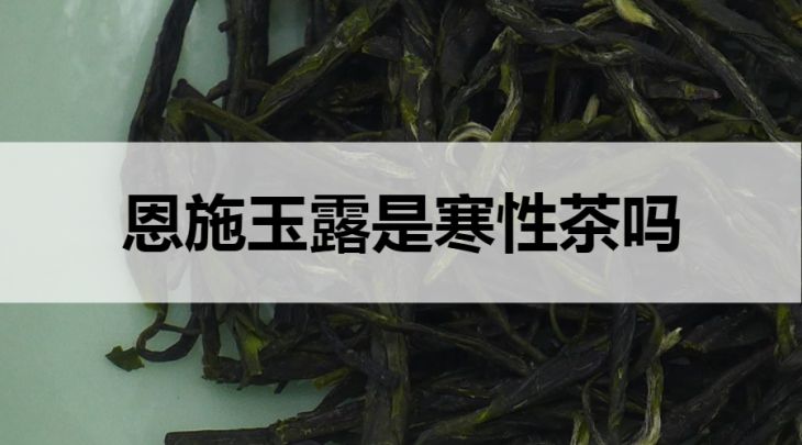 恩施玉露是寒性茶嗎？