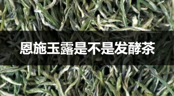 恩施玉露是不是發(fā)酵茶？