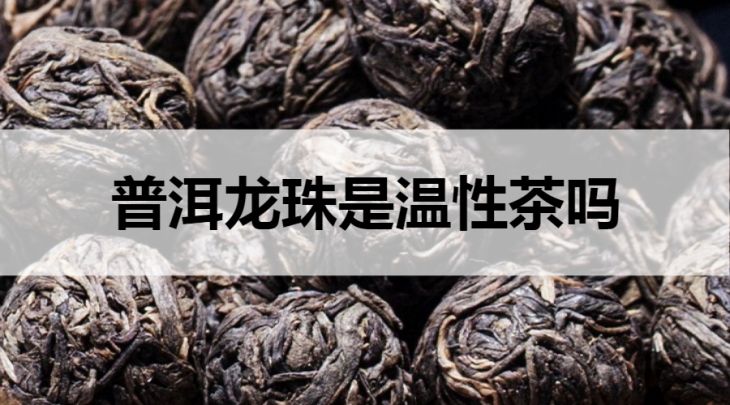 普洱龍珠是溫性茶嗎？