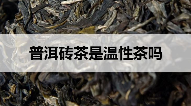 普洱磚茶是溫性茶嗎？