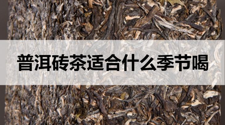 普洱磚茶適合什么季節(jié)喝？