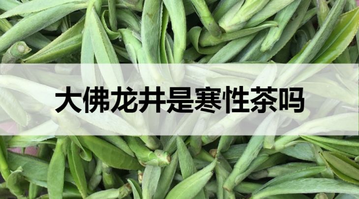 大佛龍井是寒性茶嗎？