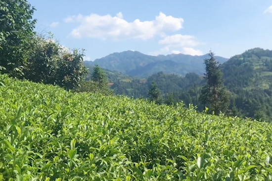 云霧綠茶產(chǎn)地是哪里