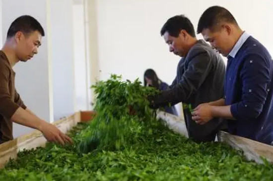 十大最貴巖茶價格排名（有王威王/空谷幽蘭等十種