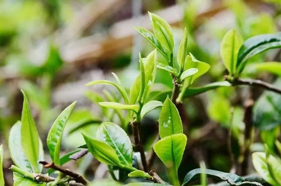 帕卡普洱茶的價格多少（一斤50～2000元左右