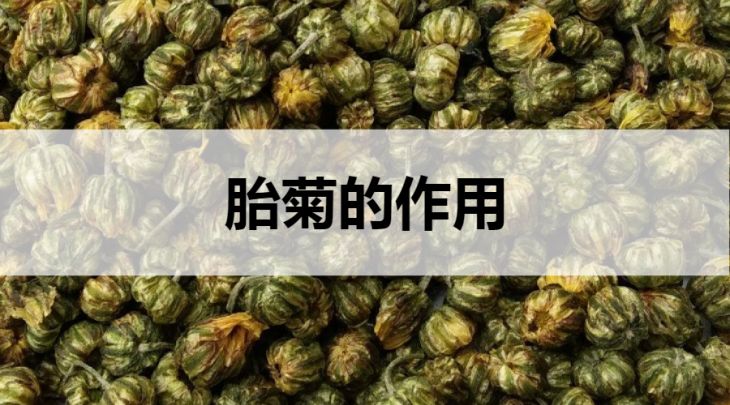 胎菊的作用有哪些？