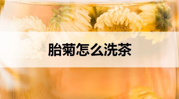 胎菊怎么洗茶？