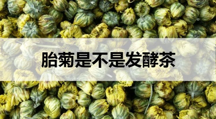 胎菊是不是發(fā)酵茶？