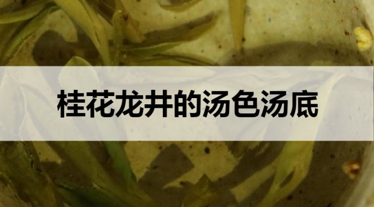 桂花龍井的湯底湯色什么樣？