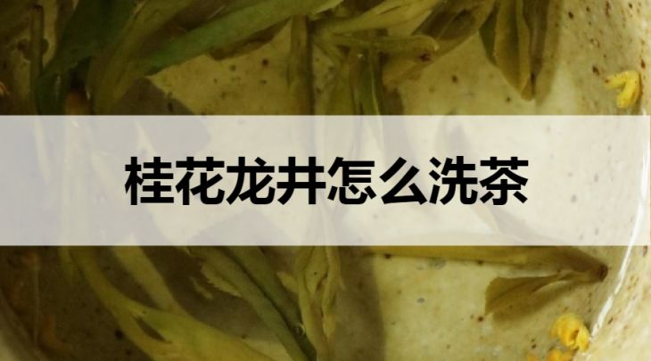 桂花龍井怎么洗茶？