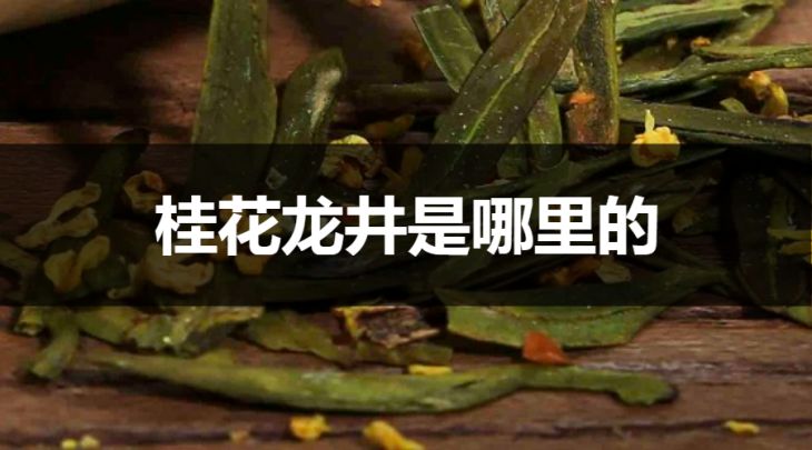 桂花龍井是哪里的？