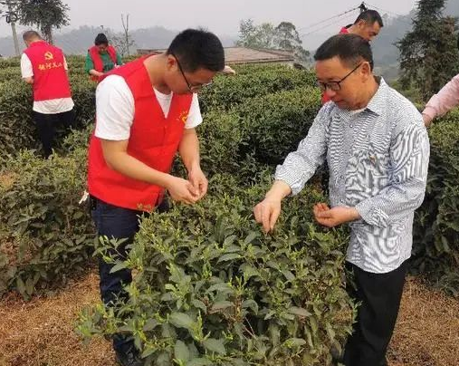 福祿鎮(zhèn)多點頭發(fā)助推茶業(yè)發(fā)展