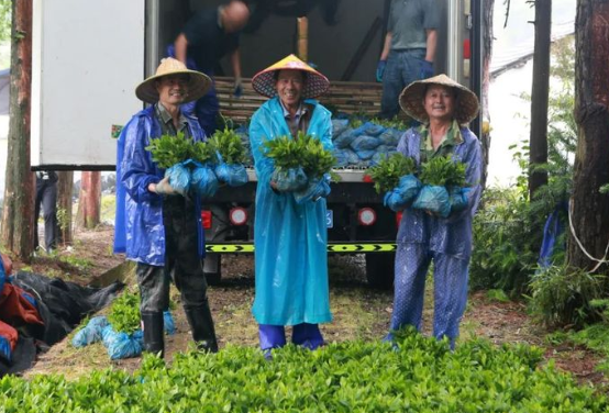 浙江心連心！首批15萬株“白葉1號”茶樹幼苗被送往金川