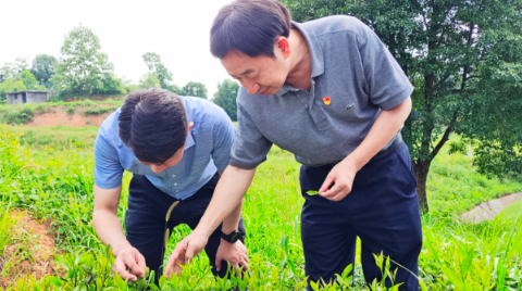 鑄鐵茶壺，鑄鐵茶壺煮什么茶