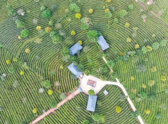 有機茶的難點是什么？普洱選擇了不回頭繼續(xù)前進(jìn)