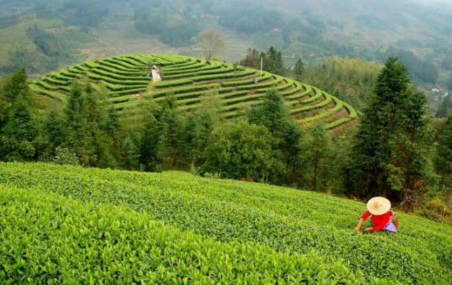 老磚、老普洱茶，普洱茶真的越陳越好嗎