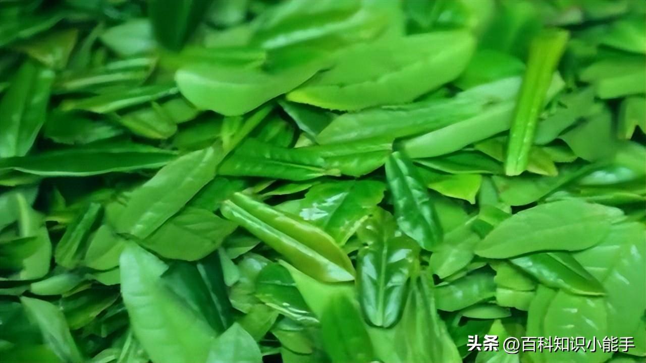 名茶排名前十的茶（中國正宗十大名茶簡介）