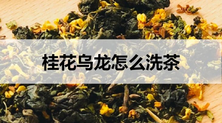 桂花烏龍怎么洗茶？