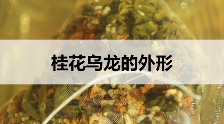 桂花烏龍的外形什么樣？