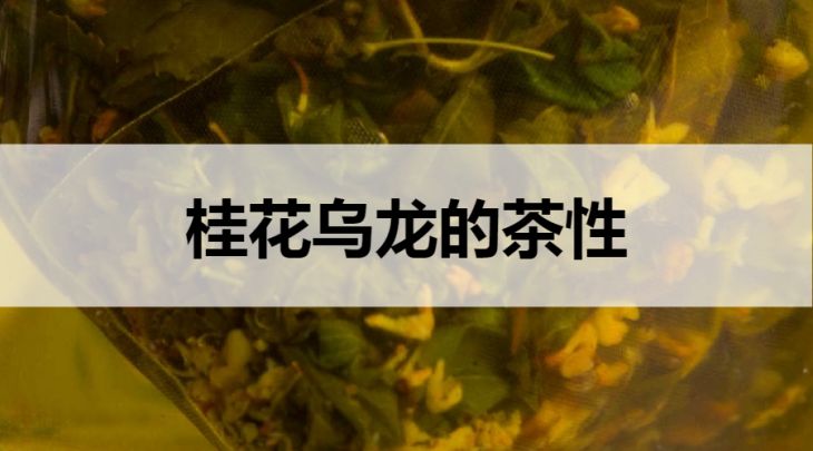 桂花烏龍是溫性茶嗎？