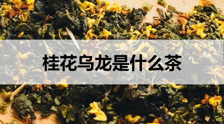 桂花烏龍是什么茶？