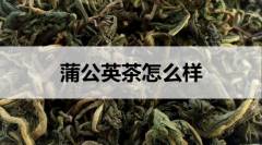 蒲公英茶怎么樣？