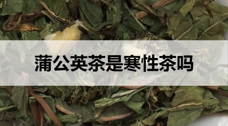 蒲公英茶是寒性茶嗎？