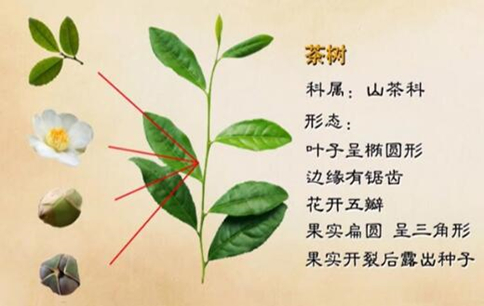 茶樹的原產(chǎn)地在哪里？六大茶類的茶樹是一樣的嗎？