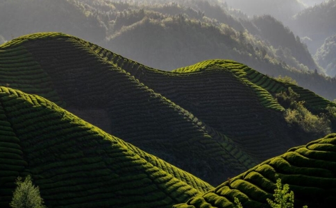 宜紅是什么茶？宜紅工夫茶的產(chǎn)地、由來(lái)與特點(diǎn)