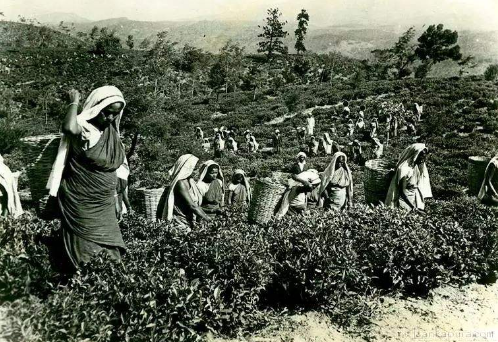 錫蘭紅茶屬于什么茶？斯里蘭卡紅茶介紹