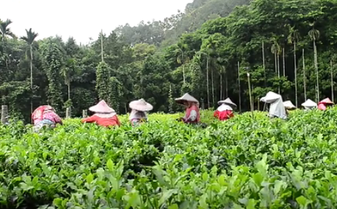 日月潭紅茶是什么茶？日月潭紅茶的制作工藝