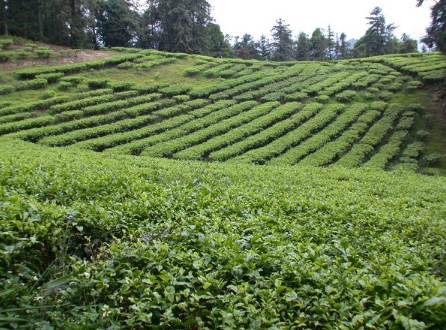 日月潭紅茶是什么茶？日月潭紅茶的制作工藝