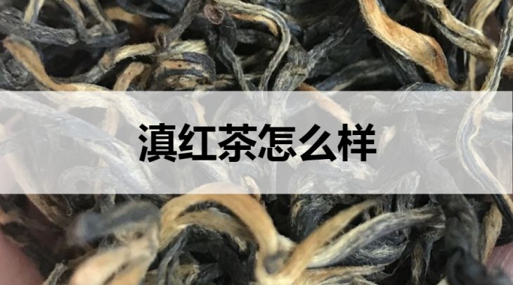 滇紅茶怎么樣？