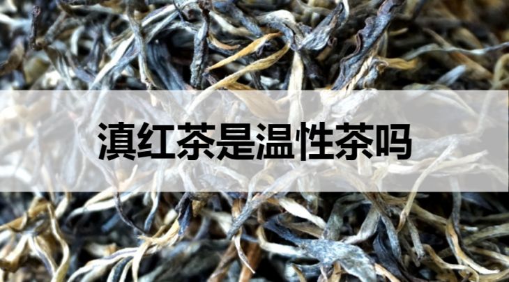 滇紅茶是溫性茶嗎？